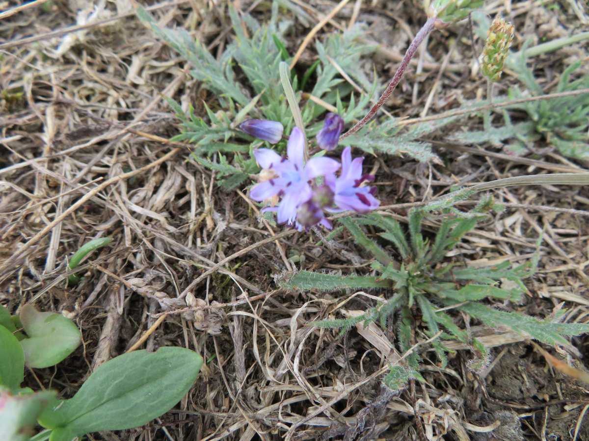 AlasdairGordon1's tweet photo. .@BSBIbotany @wildflowerhour @NE_DCIoS @NorthCornwallNT Wildflowers on the South West Coastal Path between the Lead mine and #LundyBay #TheRumps this afternoon #wildflowerhour #wildflowers #blackberries #honeysuckle #SheepsBit #Squill #Cornwall https://t.co/3qAigtSoZ9