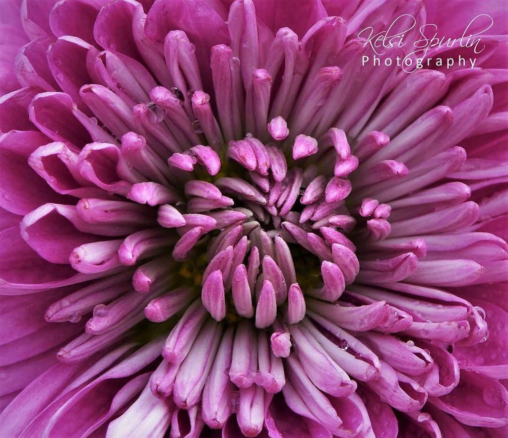 BillmeierCamera's tweet photo. Today's feature is from Fenton's 14yo photographer @photography_by_kelsi.s with a great flower macro shot! We've got the lenses, stop by and get started with macro photos this week!
Want featured? We'll share your shot here and in the shop! Just tag #billmeiercamera on Instagram https://t.co/qH7JMv2i1x