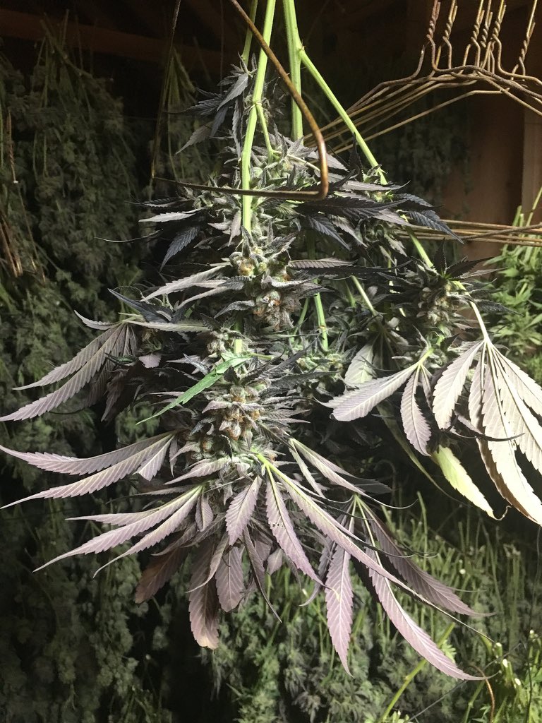 herbanology's tweet photo. Purple Punch Light Dep Harvest: What a good feeling to have been with these ladies and to watch them embrace their full potential. #harvest #hangdry #dryroom #PurplePunch #LarryOG #granddaddypurp  #onetwopunch #Herbanology #organicallygrown #properlycured #sunandearthcertified https://t.co/yi9ecWNefq