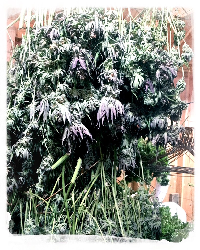 herbanology's tweet photo. Purple Punch Light Dep Harvest: What a good feeling to have been with these ladies and to watch them embrace their full potential. #harvest #hangdry #dryroom #PurplePunch #LarryOG #granddaddypurp  #onetwopunch #Herbanology #organicallygrown #properlycured #sunandearthcertified https://t.co/yi9ecWNefq