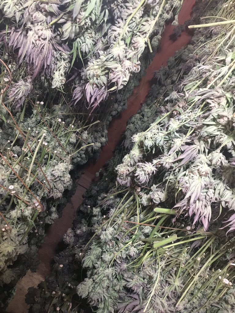 herbanology's tweet photo. Purple Punch Light Dep Harvest: What a good feeling to have been with these ladies and to watch them embrace their full potential. #harvest #hangdry #dryroom #PurplePunch #LarryOG #granddaddypurp  #onetwopunch #Herbanology #organicallygrown #properlycured #sunandearthcertified https://t.co/yi9ecWNefq