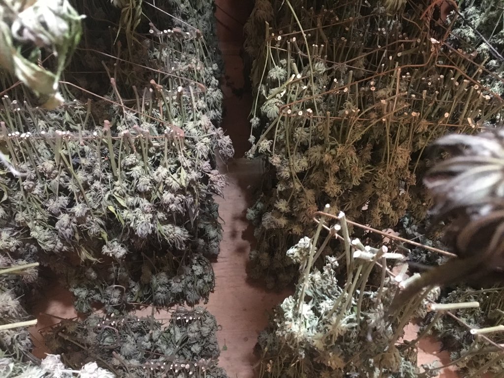 herbanology's tweet photo. Purple Punch Light Dep Harvest: What a good feeling to have been with these ladies and to watch them embrace their full potential. #harvest #hangdry #dryroom #PurplePunch #LarryOG #granddaddypurp  #onetwopunch #Herbanology #organicallygrown #properlycured #sunandearthcertified https://t.co/yi9ecWNefq
