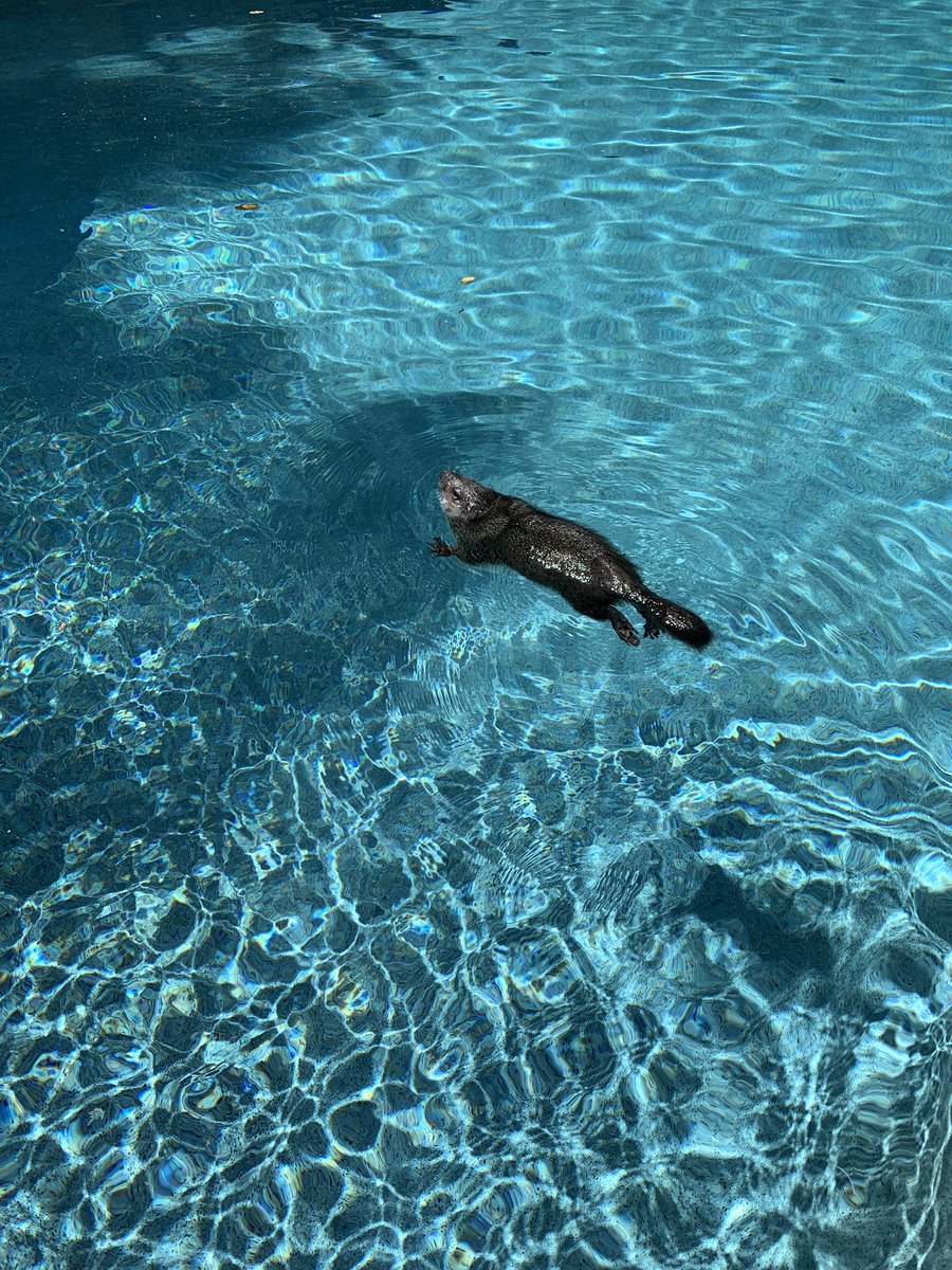hannah_badro's tweet photo. went out back to see a groundhog just chilling in my pool today https://t.co/FZDWtpGaFs