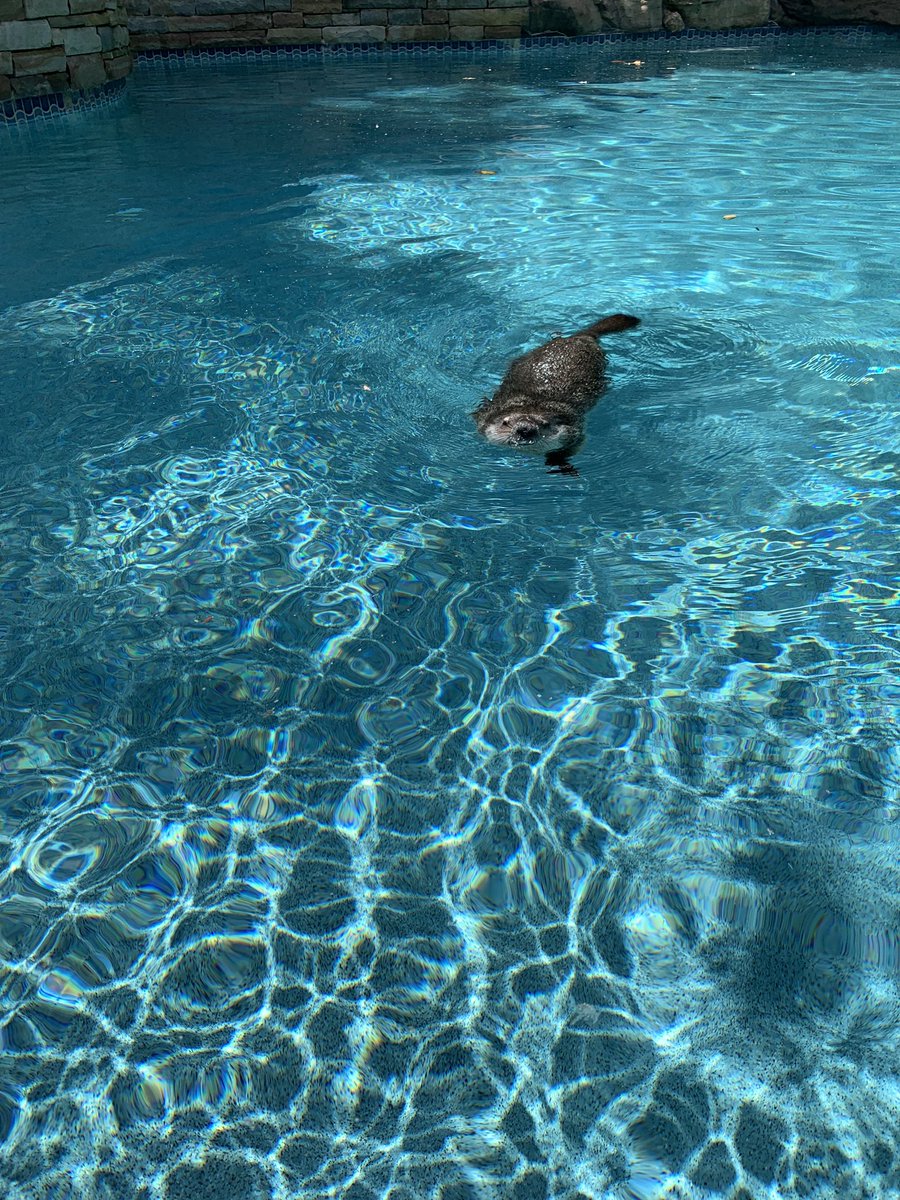 hannah_badro's tweet photo. went out back to see a groundhog just chilling in my pool today https://t.co/FZDWtpGaFs