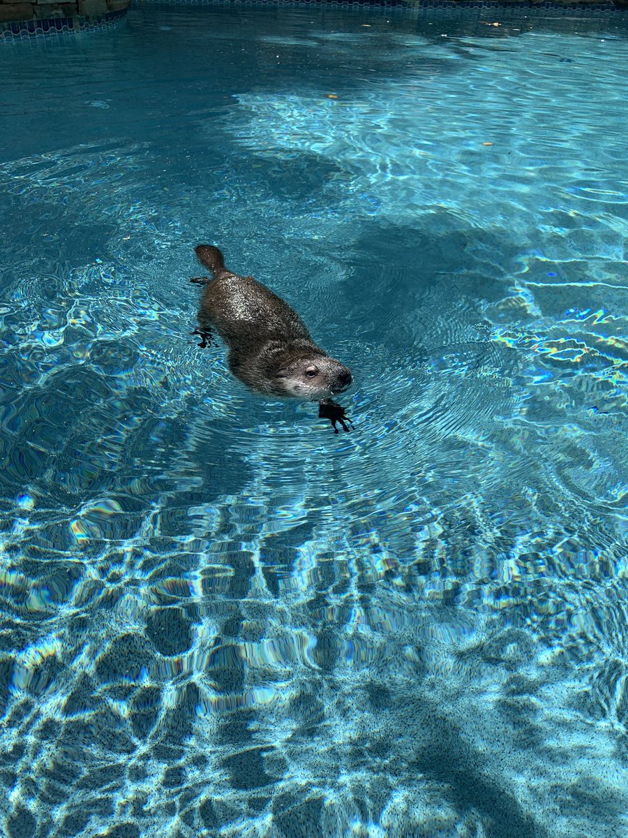 hannah_badro's tweet photo. went out back to see a groundhog just chilling in my pool today https://t.co/FZDWtpGaFs