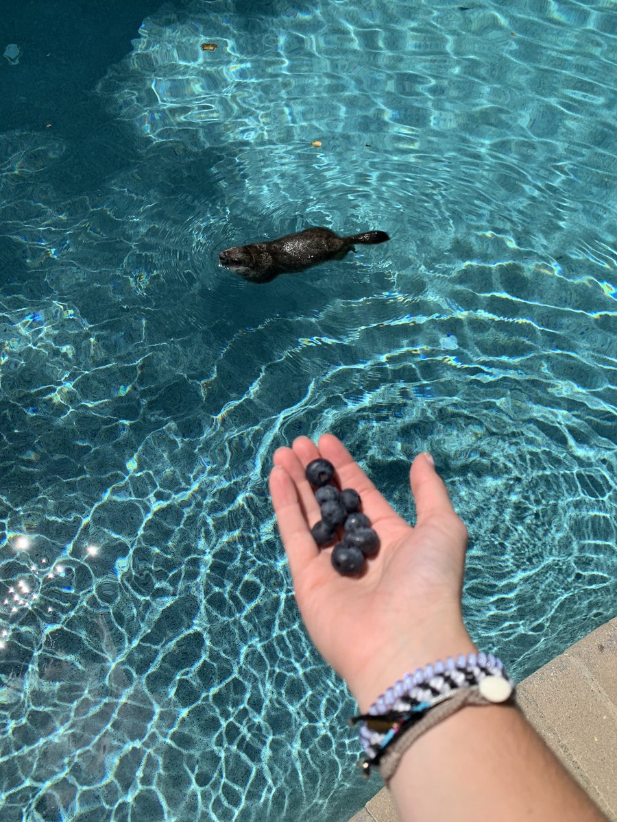 hannah_badro's tweet photo. went out back to see a groundhog just chilling in my pool today https://t.co/FZDWtpGaFs