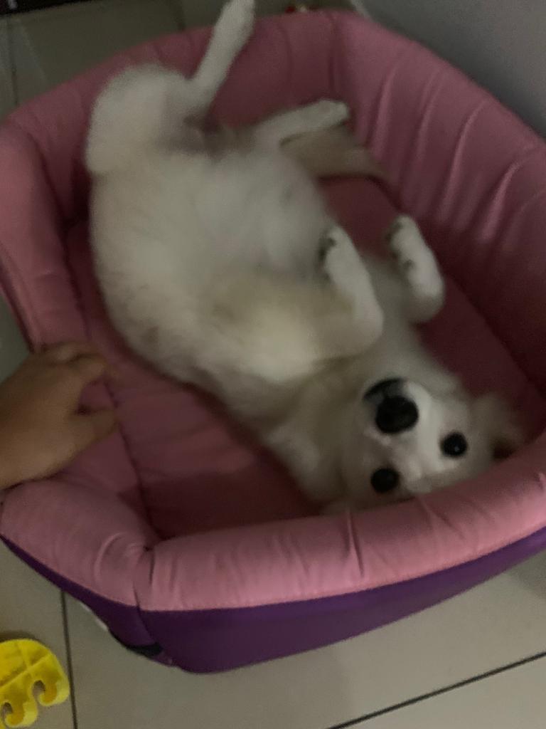 Carmeluc86's tweet photo. Por favor su ayuda, se extravió ayer en la Alborada, la queremos de vuelta en casa, ofrecemos recompensa! #perroperdido #pomeranian #perroblanco @DomeSprt @EfrainRuales https://t.co/ijIYxt8nJC