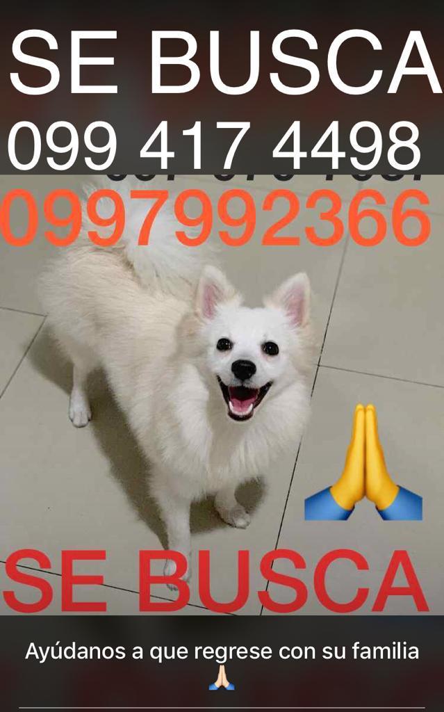 Carmeluc86's tweet photo. Por favor su ayuda, se extravió ayer en la Alborada, la queremos de vuelta en casa, ofrecemos recompensa! #perroperdido #pomeranian #perroblanco @DomeSprt @EfrainRuales https://t.co/ijIYxt8nJC