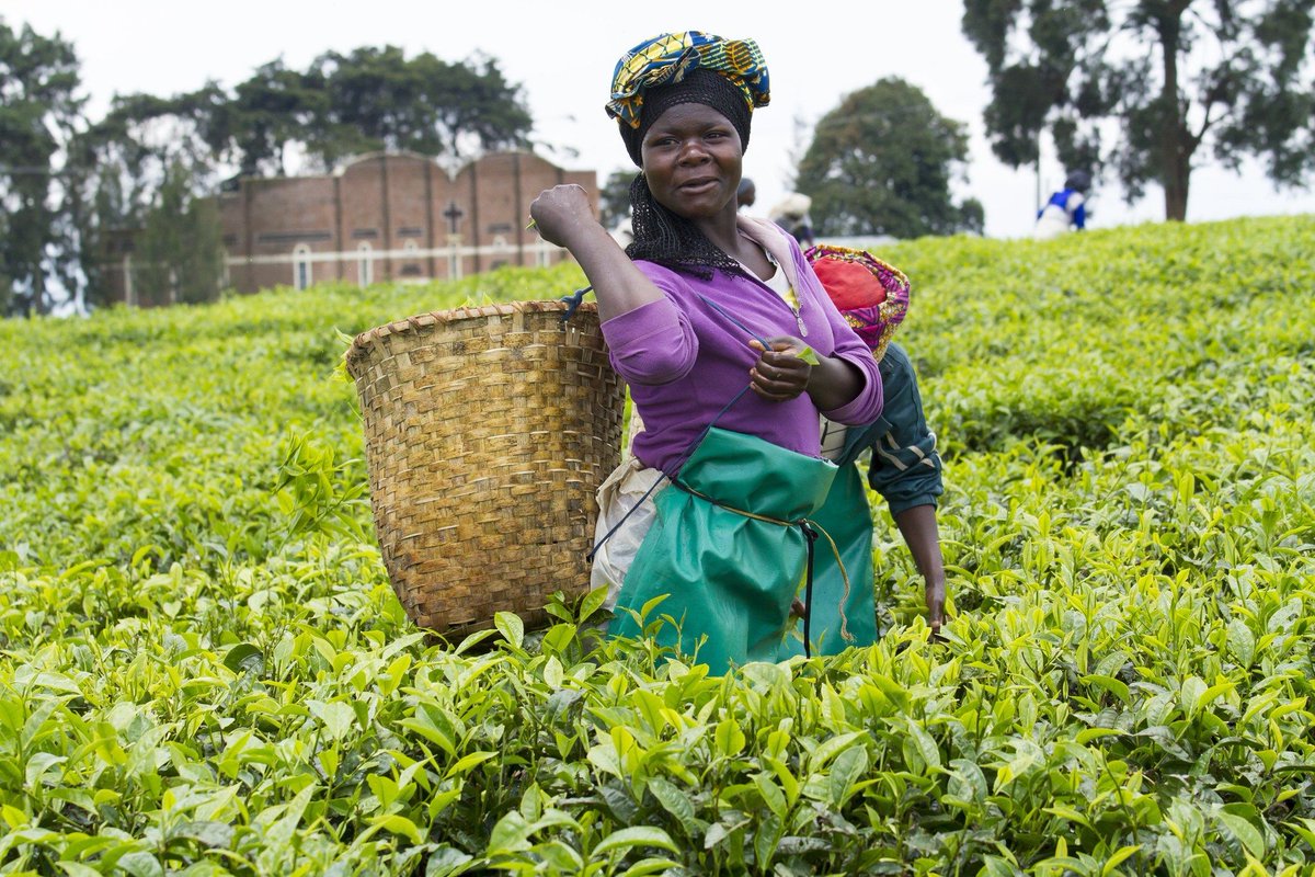 AfDB_Group's tweet photo. #DidYouKnow: Improving #women’s access to land has a positive effect on development goals like poverty reduction and economic growth 👉🏿 https://t.co/NF9tCGWwC3 https://t.co/s0l8M56Oa3