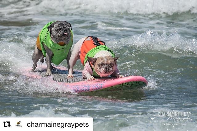 CharmaineGPhoto's tweet photo. #Repost @charmainegraypets (@get_repost)
・・・
What's this you ask?  Oh it's just the world champion surf dog @cheriethesurfdog and her pawtner, @brandy_the_pug in the tandem heat at #ImperialBeachSurfDog today in Imperial Beach, CA.  Cherie and Brandy… https://t.co/bjluXZAcSG https://t.co/RN55FHyQqK