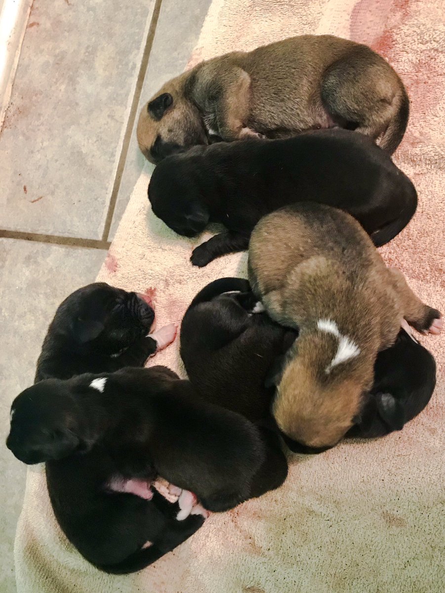 Ain’t no hood like motherhood✨
Welcome babies! Mommy is doing good, a little on the hungry side but rocking the mommy role🎉🐶🍼🤗♥️ #Boxadors #WittleBabes #5DaysOld
