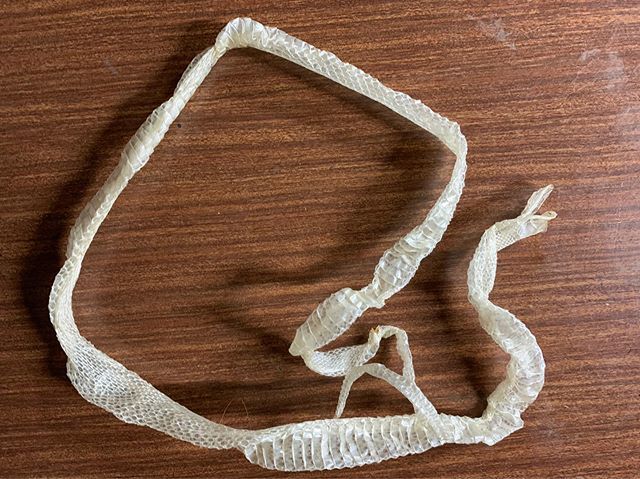 八坂神社 群馬県太田市世良田鎮座 Twitter પર 白蛇抜け殻守りは配付中です 50体抽選で 4分の3 75 の確率 です 群馬県 太田市 八坂神社 世良田八坂神社 白蛇 白蛇抜け殻守り 金運アップ 宝くじ当選 T Co 2vwjkfj9ey