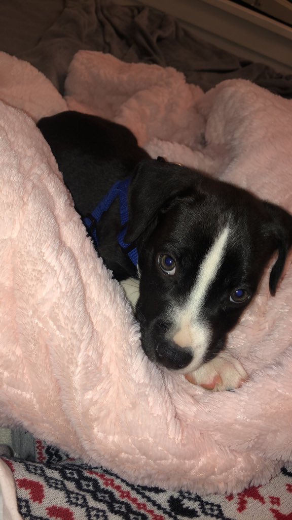 reeservi1's tweet photo. haven’t gotten to officially welcome Bentley on twitter yet🥰 https://t.co/eRo2ZH368S