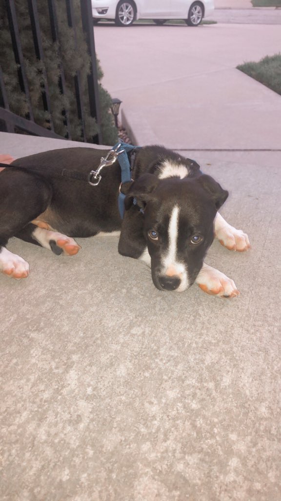 reeservi1's tweet photo. haven’t gotten to officially welcome Bentley on twitter yet🥰 https://t.co/eRo2ZH368S