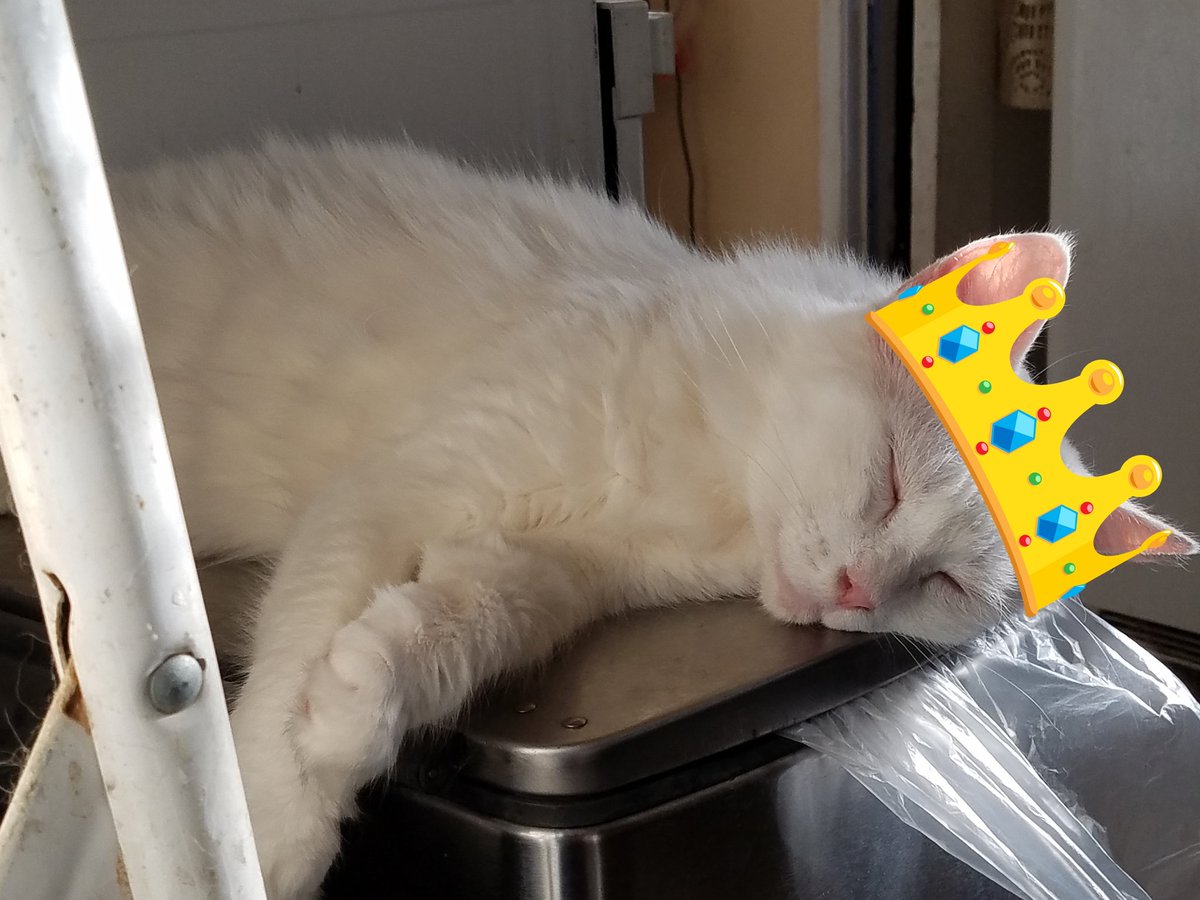 moonsconfidant's tweet photo. The new Trash Queen upon her throne #stinkykitty #ZoeTheBanshee https://t.co/Dt36knyIN3