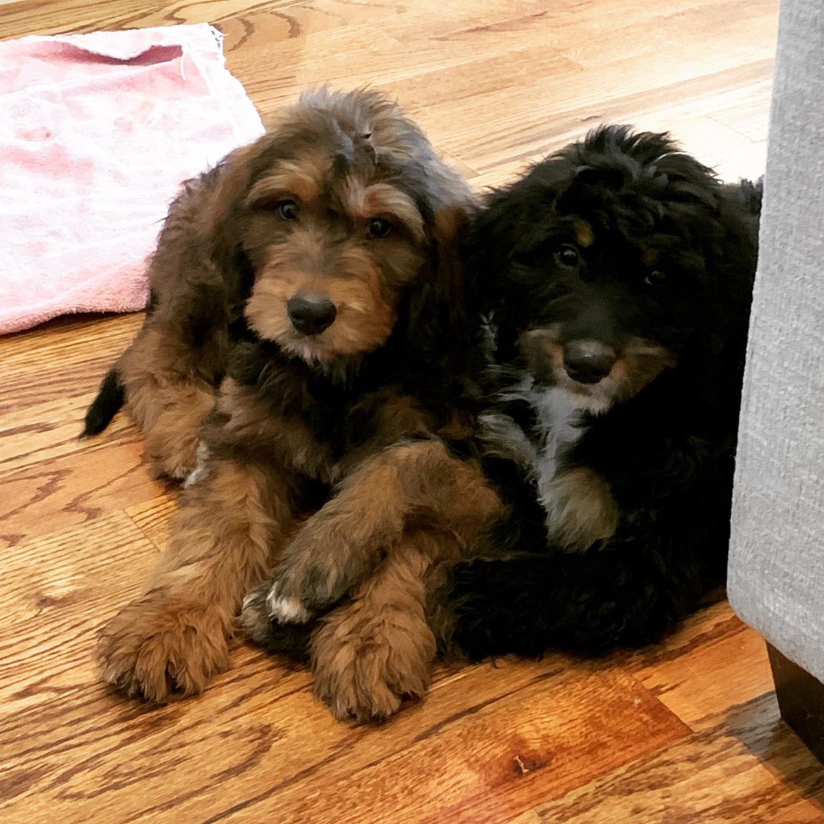 Went to “look” and came back with S I S T E R S🎀🎀 
So it’s only appropriate they have lady super hero names...

Everyone meet “Marvel” &amp; “Phoenix”‼️🎉

#tinyavengers #bernedoodles