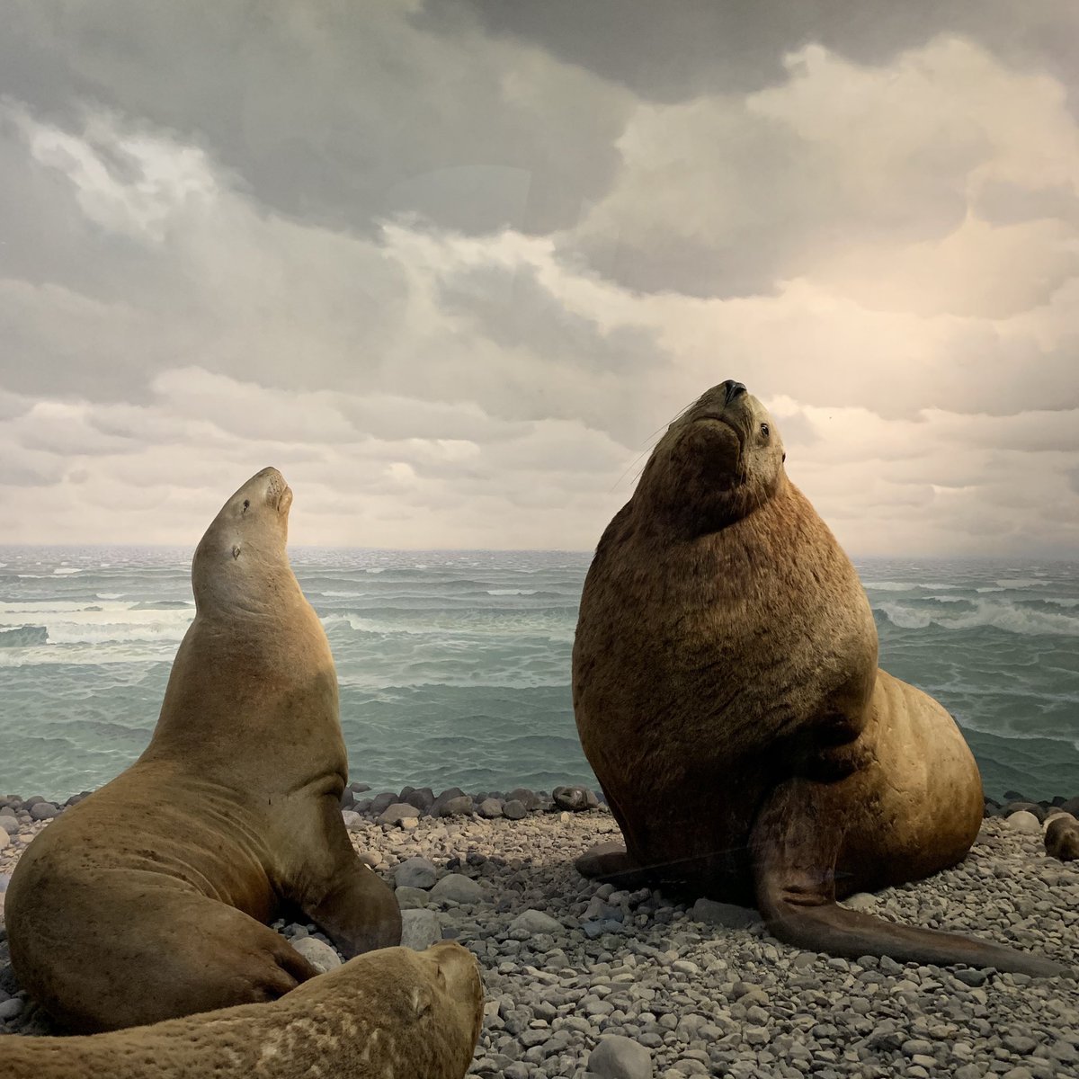 cc_reardon's tweet photo. Visited @AMNH today and was struck by how props and painting were combined to create such lifelike and beautiful scenes. https://t.co/RhlAVIfUkb