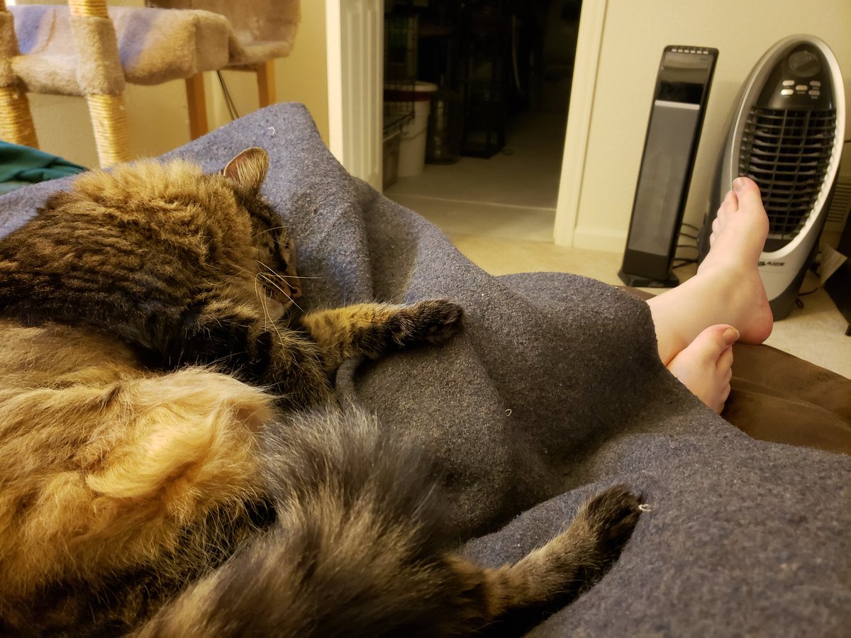 fuzzykittyface's tweet photo. Wool blanket lap. #purr https://t.co/ovUNieiupd