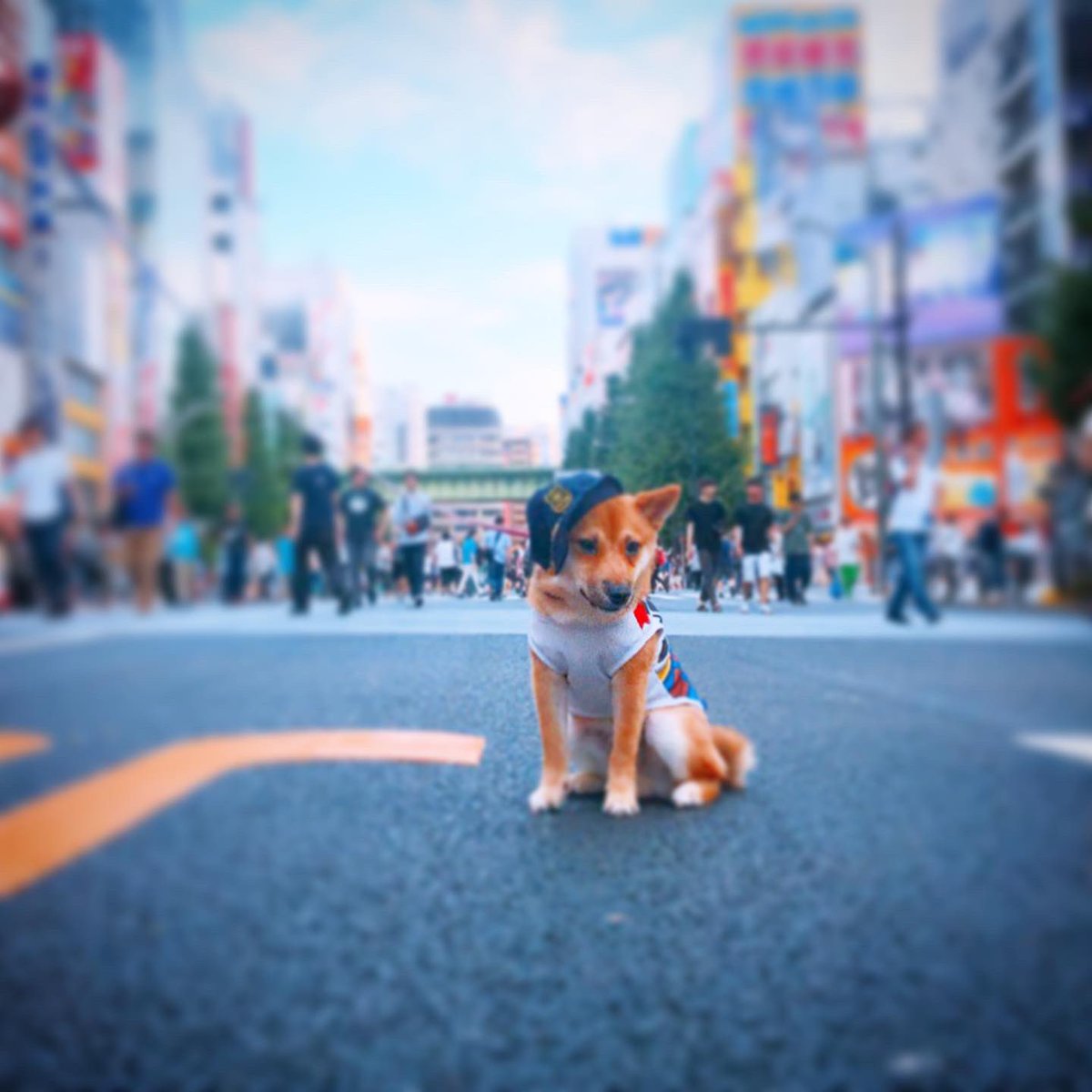 Twitter पर マイクロティーカップカフェ 秋葉原の平和を守る しんちゃん人気者 犬ばか部 犬カフェ 犬すた ぐらむ 秋葉原 犬のいる暮らし 犬 黒柴 トイプードル部 柴犬 日本犬 秋葉原 動物カフェ 犬好きな人と繋がりたい