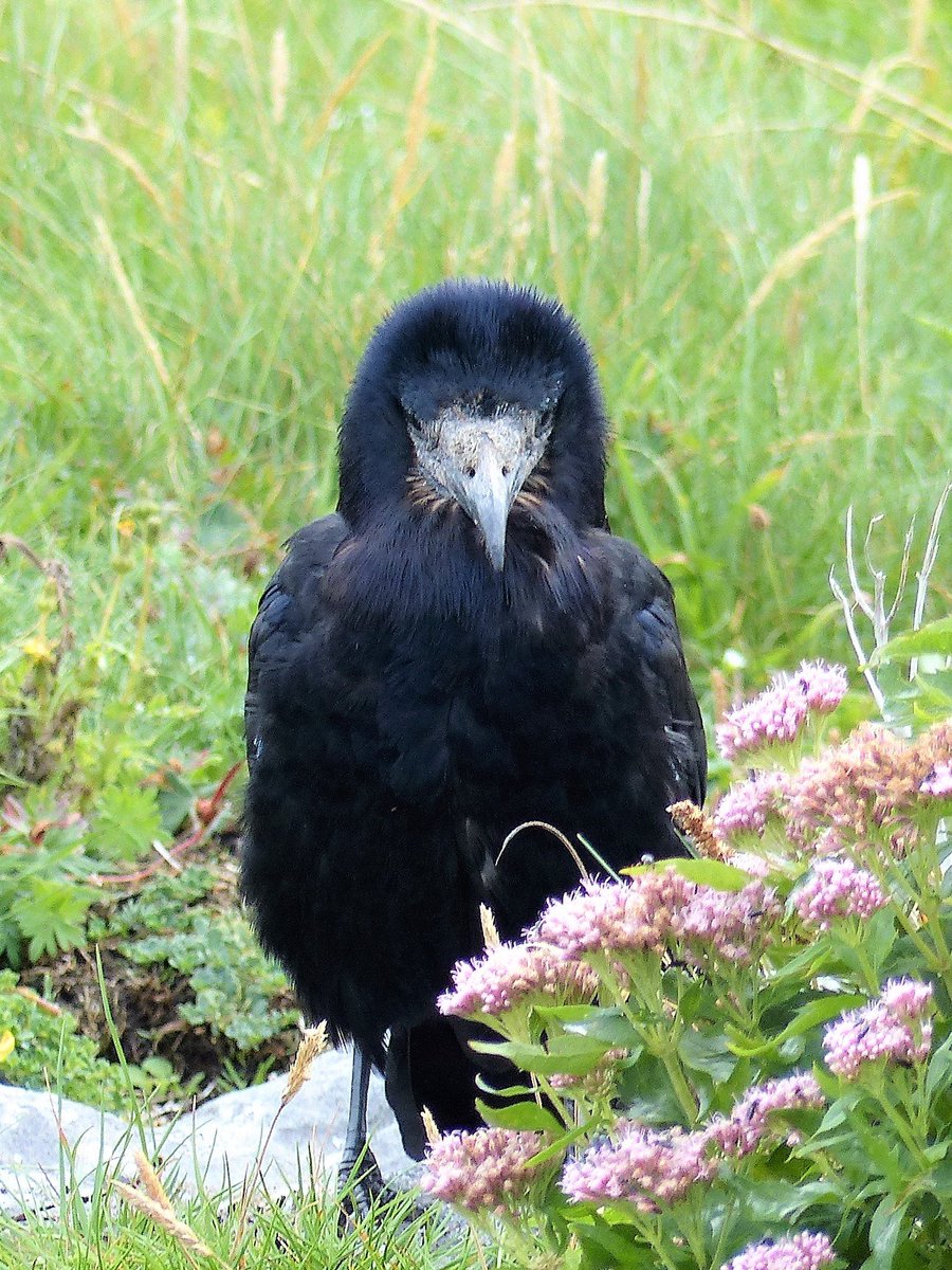 thremnir's tweet image. Met a new chum at #Doolin today: says his name's #Glokta &amp;amp; he does a mean #BengtEkerot impression...