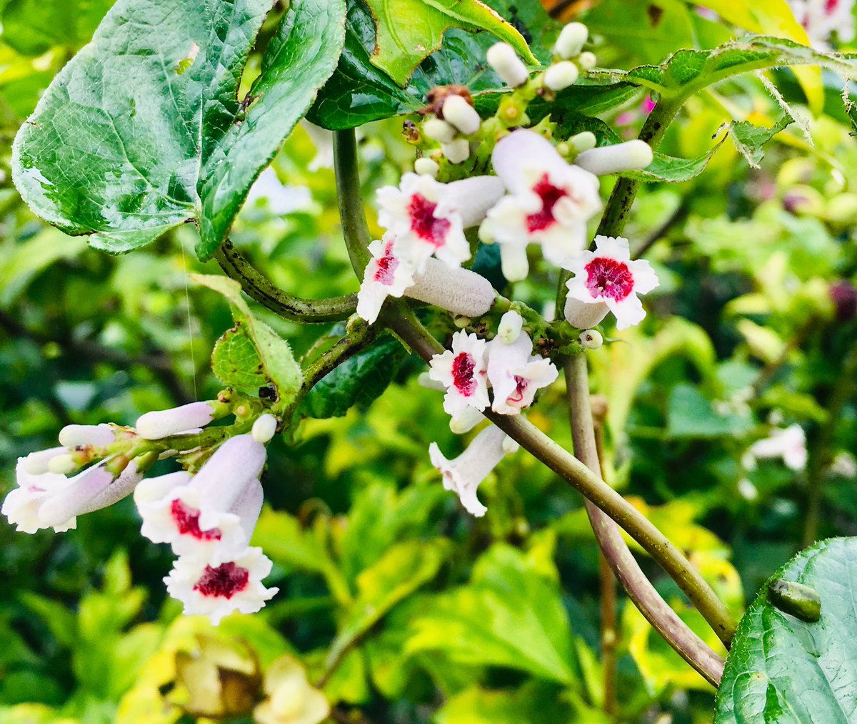 スカンクのつる草 スカンクのつる草