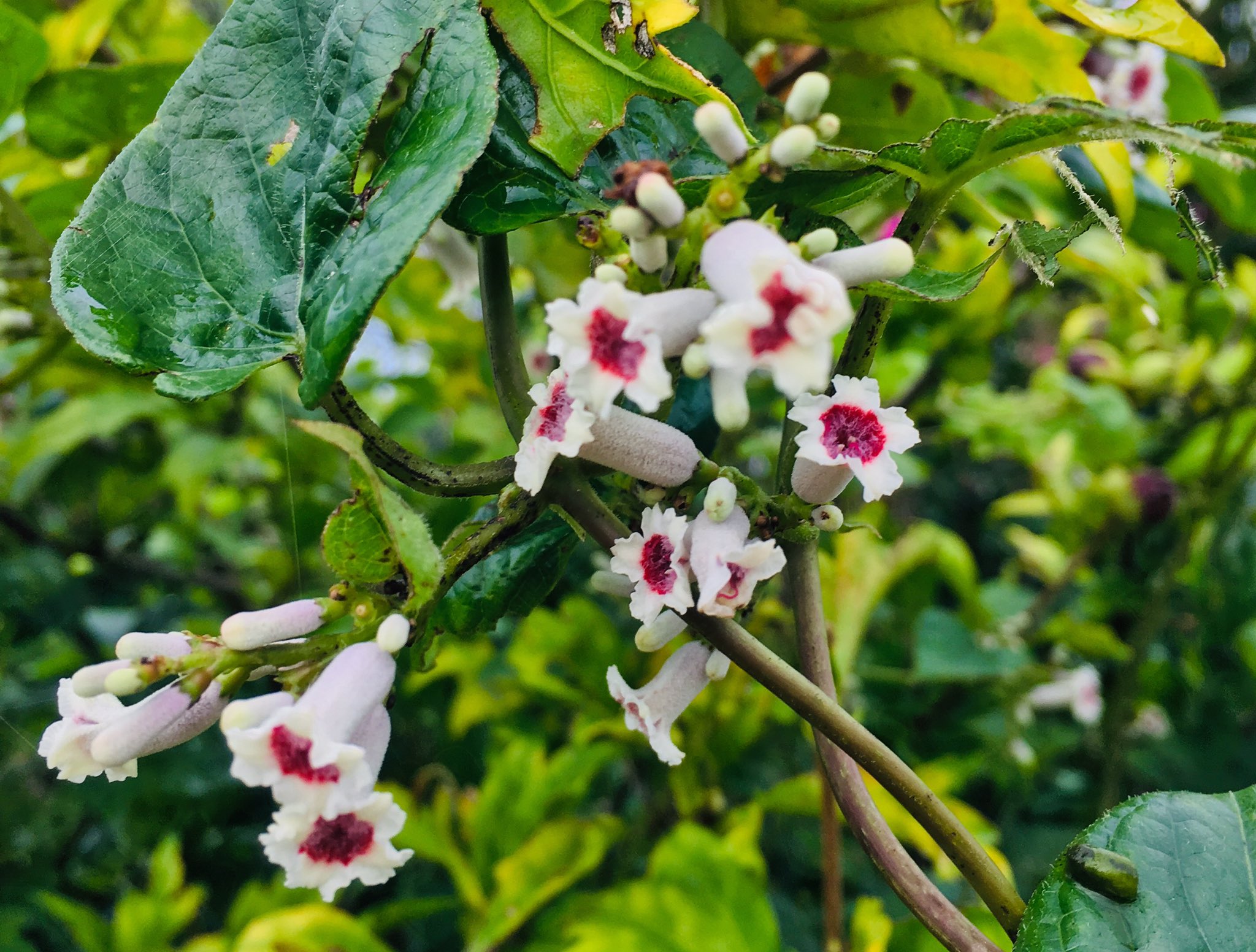 臭い花 Twitter Search Twitter