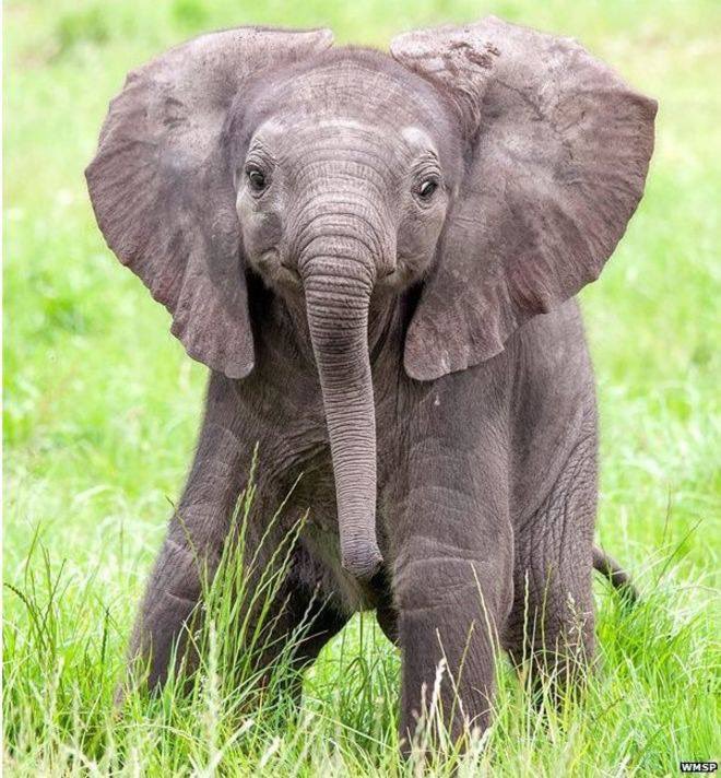 elephantsdc's tweet photo. “The true work of #art is but a shadow of the divine perfection.”
— Michelangelo 
#WorldElephantDay 
#IvoryIsNotArt 
#AbolishIvorySales https://t.co/7cLHLAb1nT