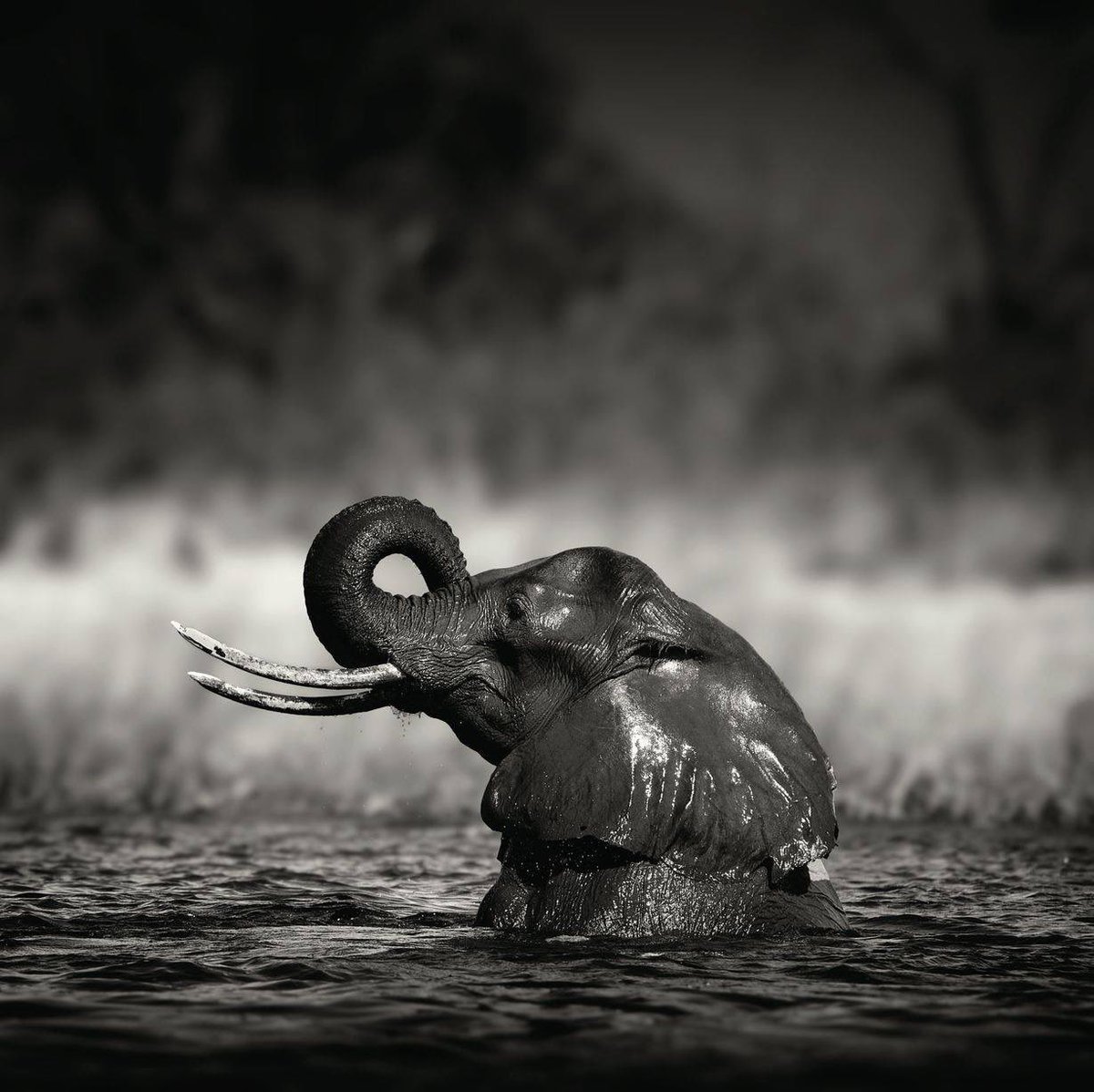 elephantsdc's tweet photo. “The true work of #art is but a shadow of the divine perfection.”
— Michelangelo 
#WorldElephantDay 
#IvoryIsNotArt 
#AbolishIvorySales https://t.co/7cLHLAb1nT