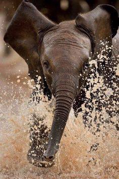 elephantsdc's tweet photo. “The true work of #art is but a shadow of the divine perfection.”
— Michelangelo 
#WorldElephantDay 
#IvoryIsNotArt 
#AbolishIvorySales https://t.co/7cLHLAb1nT