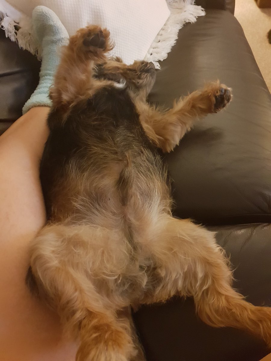 bo_boesbear's tweet photo. Here I am ...chillin wiv me muvver #SofaSurfin #QualityTime https://t.co/U0r6IWISwU