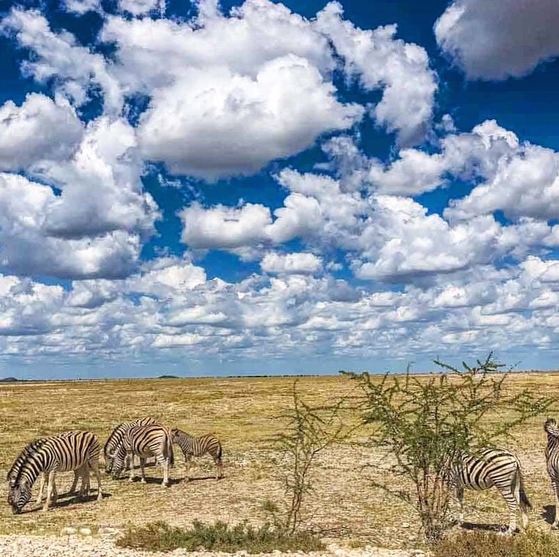 OnTripDK's tweet photo. Amazing scenery and sky in Etosha National Park. #etoshanationalpark #Namibia #seenamibia #travel https://t.co/Cll7xuXcYT