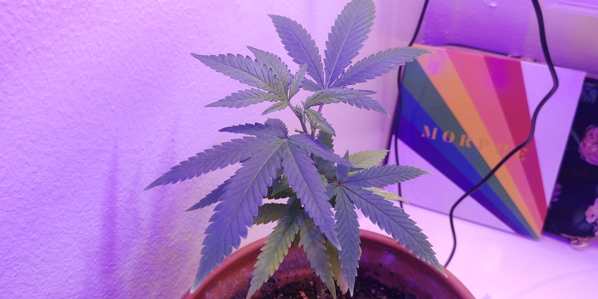 Im really sorry about the ads. I had no idea #fancentro posted them so often. Heres a pic of my weed plant to make you guys feel better. #420life https://t.co/hLpHrAZru9