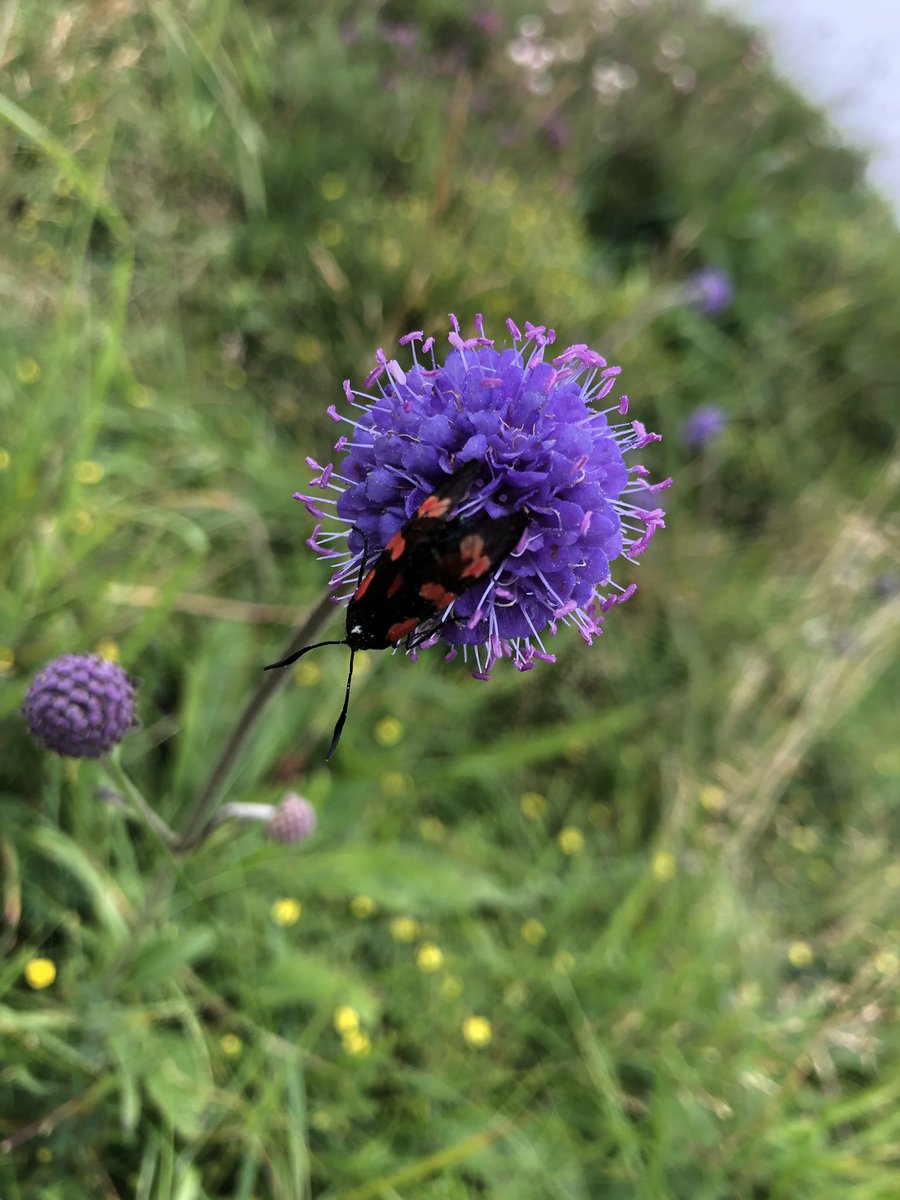 Enjoyed the most wonderful guided walk with the ranger at #longhavencliffs our local <a href="/ScotWildlife/">Scottish Wildlife Trust</a> reserve - the #worldsnarrowestnaturereserve with the broadest of discussions #birds #butterflies #geology #socialhistory #environment thank you Benedict <a href="/SWTAberdeen/">Scottish Wildlife Trust Aberdeen and Aberdeenshire</a> #Aberdeenshire