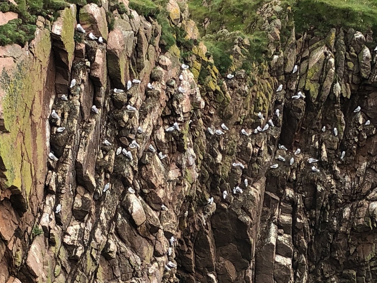 MiddletonofRora's tweet photo. Enjoyed the most wonderful guided walk with the ranger at #longhavencliffs our local @ScotWildlife reserve - the #worldsnarrowestnaturereserve with the broadest of discussions #birds #butterflies #geology #socialhistory #environment thank you Benedict @SWTAberdeen #Aberdeenshire https://t.co/GgwCGUD2wn