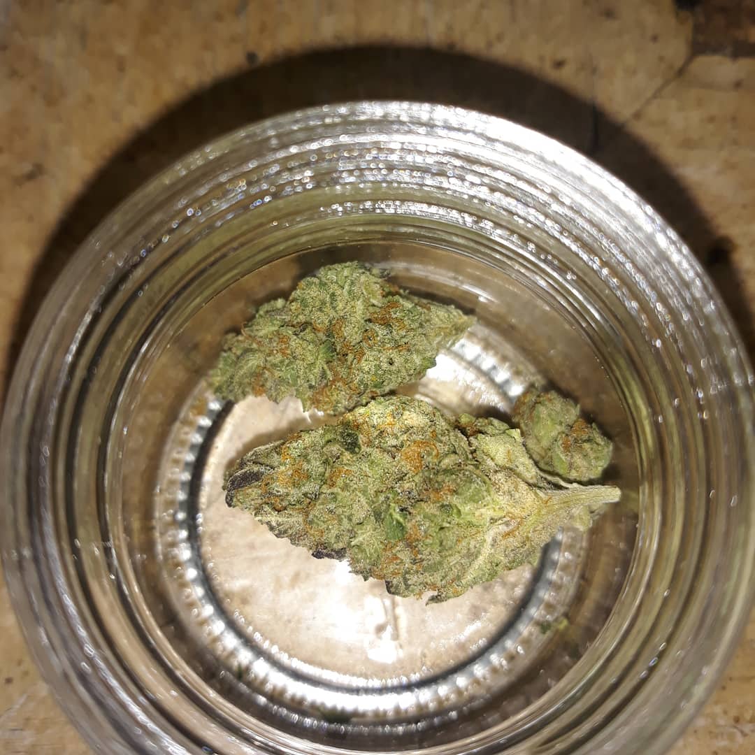 DoubleA1242's tweet photo. Add me on Instagram same as the Twitter handle :) #podernfamily #canndescent #create #connect #howieroll #somarosafarms #42strains #stayhigh #staygolden #42spam https://t.co/Ei8e8fJYWm