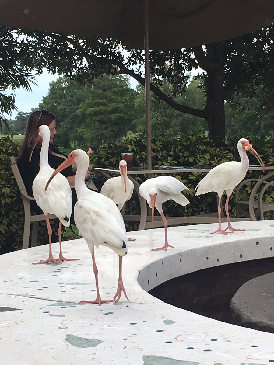 jparkerstarbuck's tweet photo. Oh, and birds! #athe19 https://t.co/UCeRRGk5HV