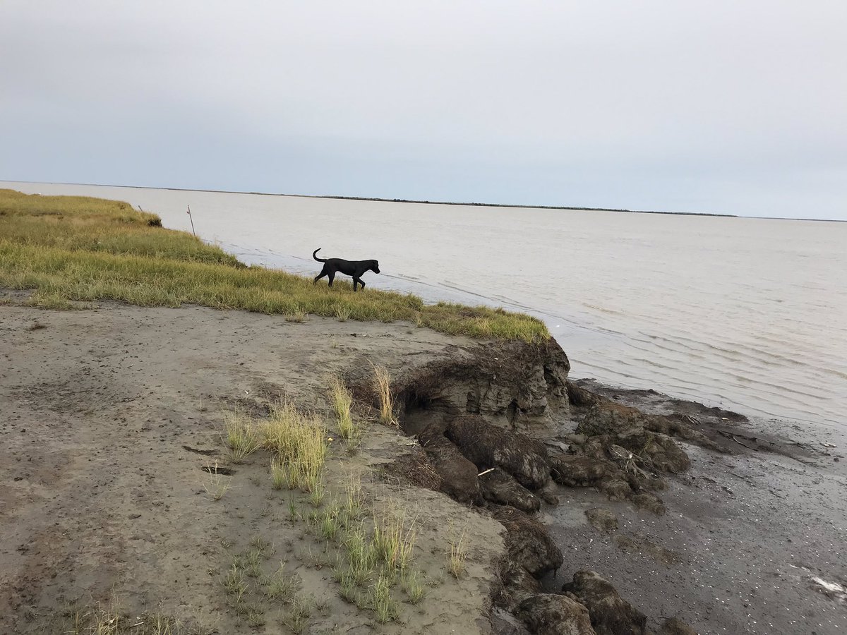 ColdCoastsAK's tweet photo. Checking out the #coastalerosion at Nunam Iqua #coastalchange #dogsdoingscience https://t.co/ikevyNGr0Z