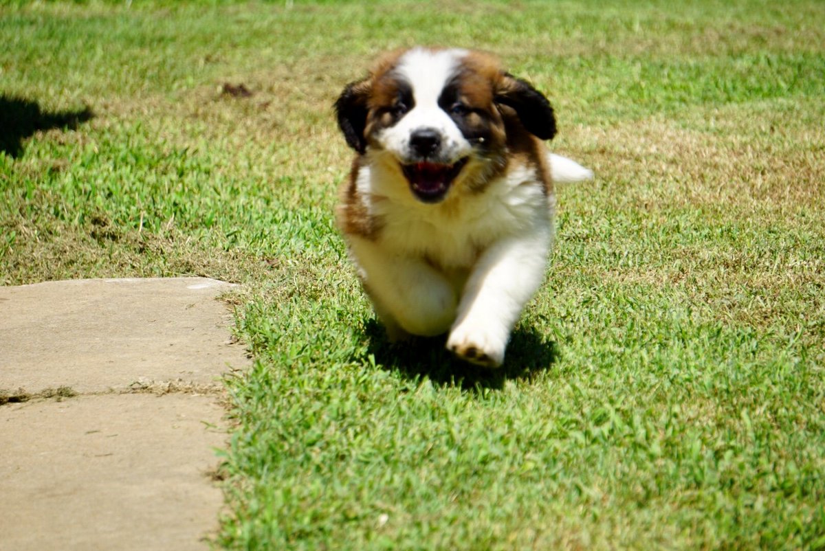 FarmBliss's tweet photo. This is GUS! He's one of our sweet puppies in his new loving home in Bixby, Oklahoma. https://t.co/Wgrb69vlq2