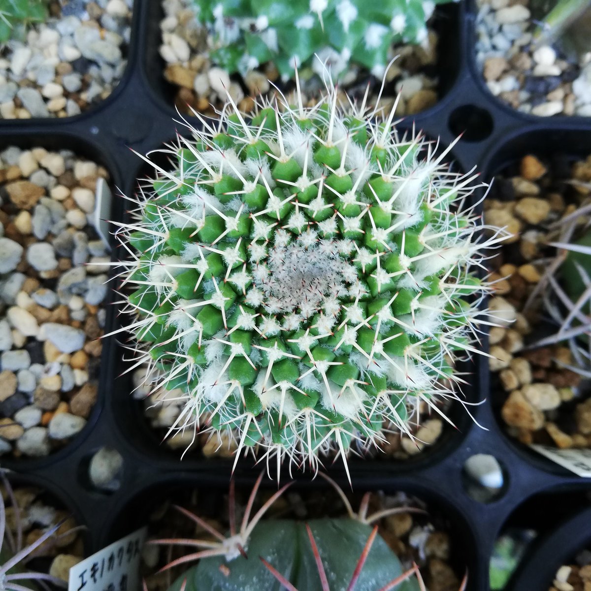 ssym55862550's tweet photo. #mammillaria
#compressa https://t.co/yadYoAOscX