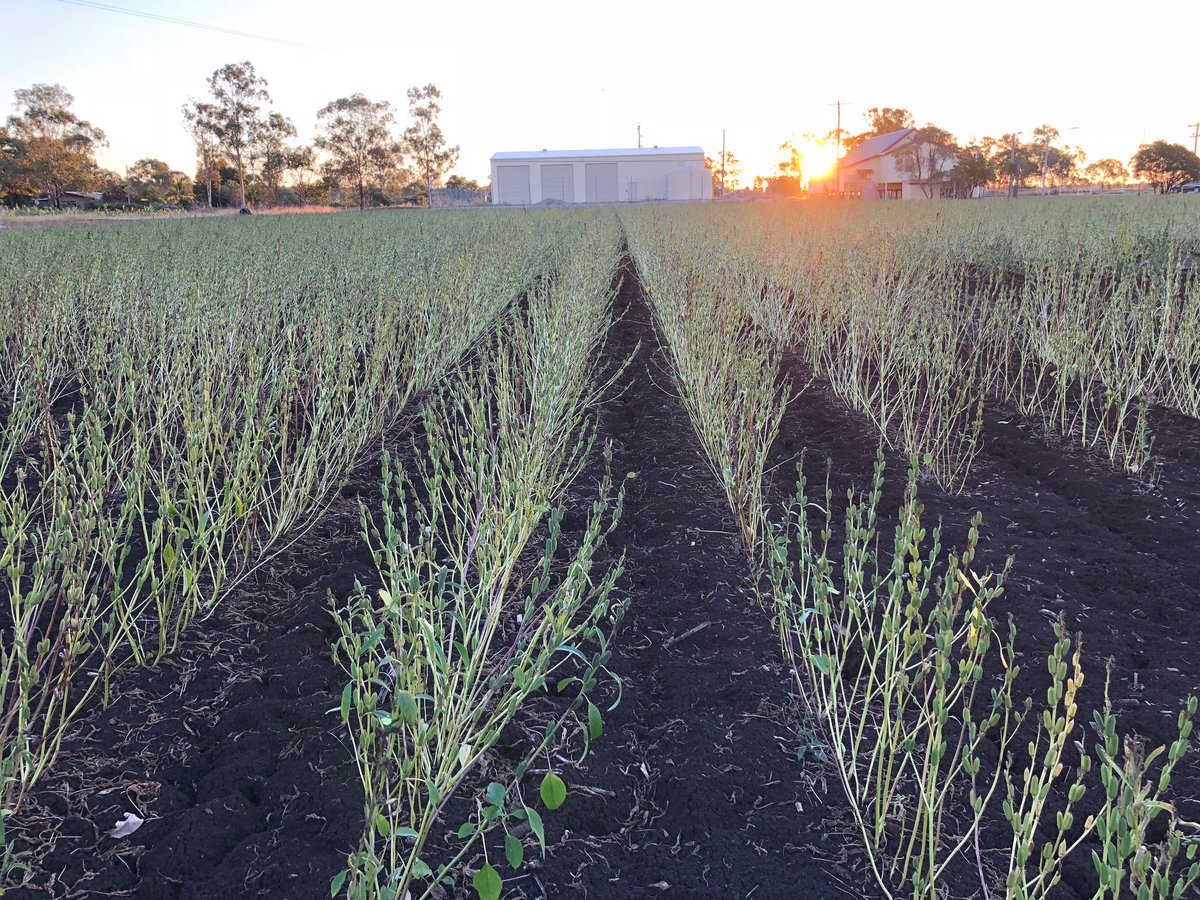 CRC_NA's tweet photo. NA could soon be home to our own spice trail with our latest project looking to grow  a commercial condiment cropping industry @CQUni @RRCouncil @BBIFMAC @IndustryGovAu @karenandrewsmp @roseycatherine #developingnorthernaustralia
https://t.co/gAS6crcVDz https://t.co/0ZiGecMXHy