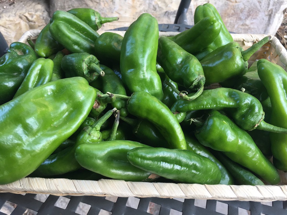 ToscanaMia's tweet image. Friggitelli peppers / capsicum from our garden #friggitelli #italianfood #veggies #summer #Italy #culinary