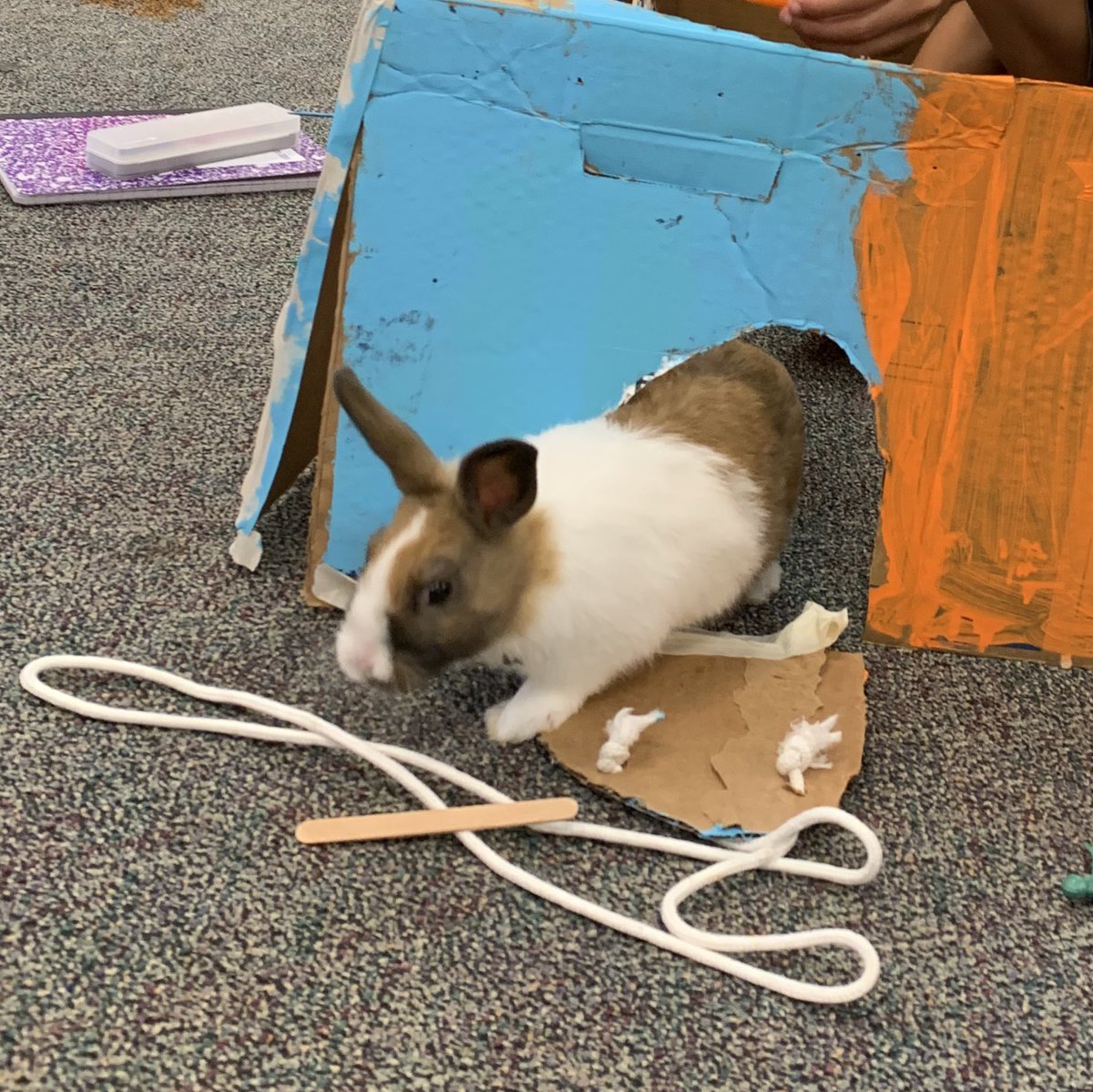 WriteToAchieve's tweet photo. Innovative STEM castles became perfect homes to our guest bunnies! #WriteToAchieve #summercamp #studentcentered #educate #inspire #innovate https://t.co/w9MYI7nIXI