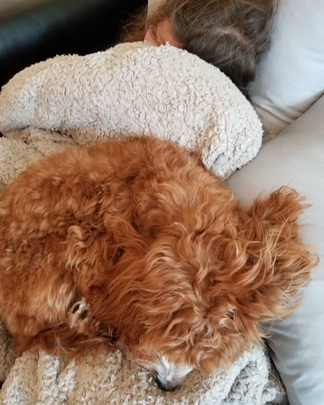 IMCastIronDaddy's tweet photo. My daughters sleeping
#cavapoo #cavapoolife #cavapoopuppy #cavalife #bikeride #nyc #tiredpuppy https://t.co/nIYBUNMYYq