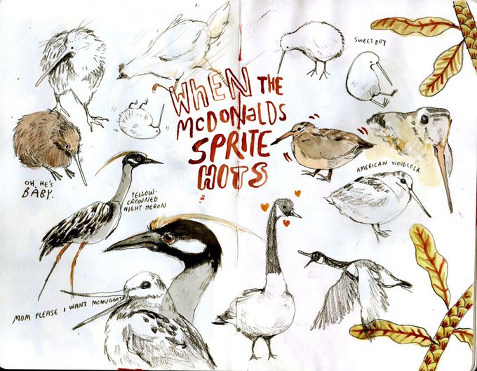 I have spent hours looking at orbs with beaks 