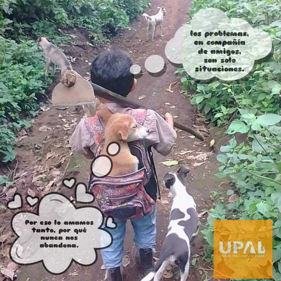 UPALmx's tweet photo. A la familia ni a los amigos se abandonan.
#AdoptaAmorNoLoCompres #AmistadUnica #AmorSincero #AmorPeludo https://t.co/YVajRmRajS