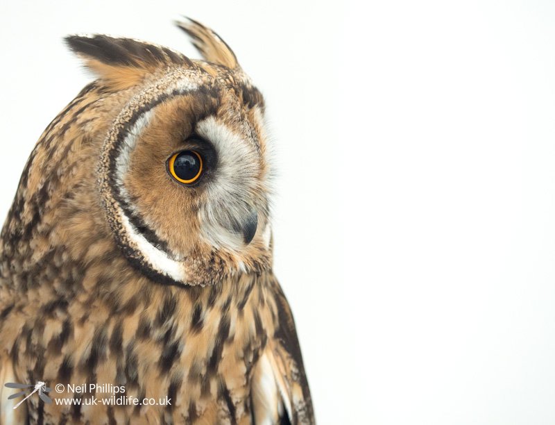 UK_Wildlife's tweet photo. I'm not usually one to photograph captive birds but I couldn't resist this long eared owl at @EssexFieldClub Natural History Show with @EdenFalconry 

#EarthCapture
@BBCSpringwatch
@BBCEarth @LongearedOwlne1 @BarnOwlCentre @HawkConservancy 
#BBCwildlifePOTD
#wexmondays https://t.co/c0XY32LDYl