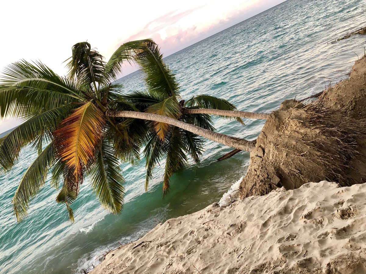 ValeriaCollazoC's tweet image. Hoy se cayeron dos palmas más.