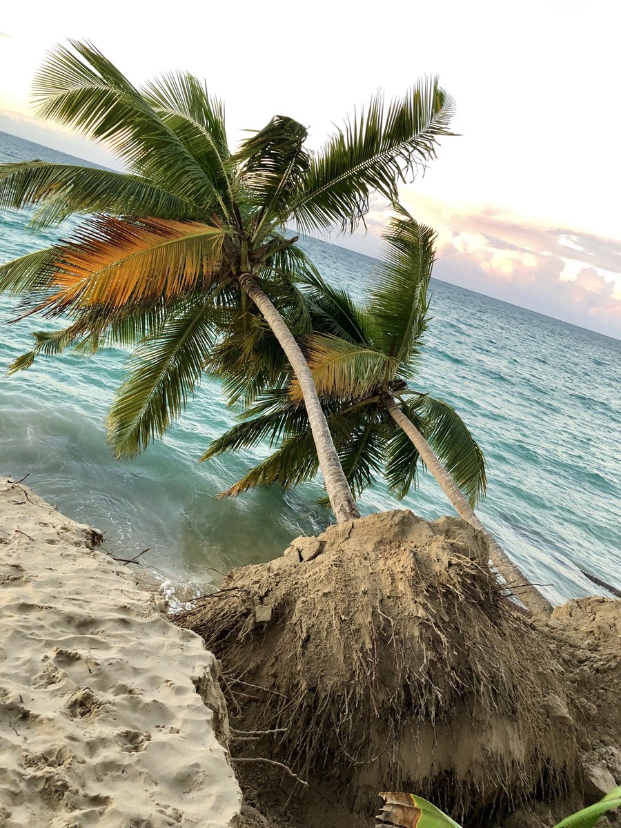 ValeriaCollazoC's tweet image. Hoy se cayeron dos palmas más.