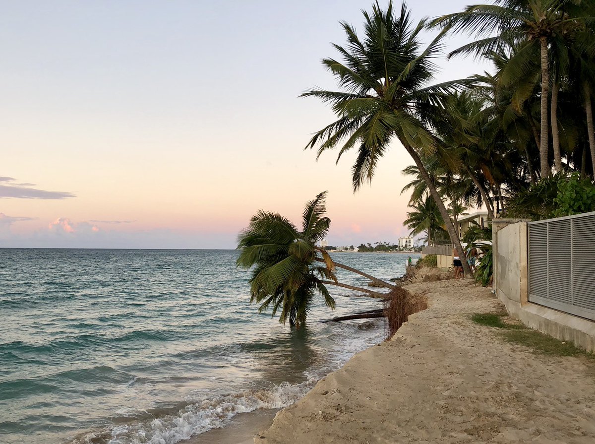 ValeriaCollazoC's tweet image. Hoy se cayeron dos palmas más.