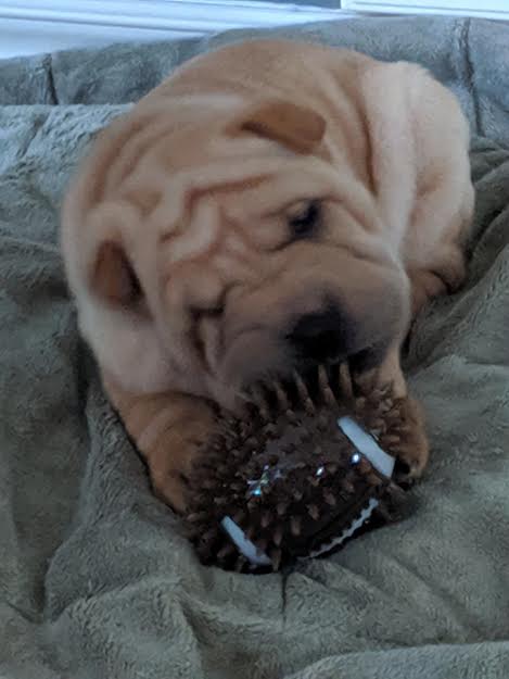 PoochWinston's tweet photo. My new mates say I'm a stubborn little Poo! ??? https://t.co/Ns7gPi2ouE